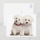 Bichon Frise Puppy Dog Blank Greeting Post Kaart (Voorkant / Achterkant)