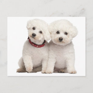 Bichon Frise Puppy Dog Blank Greeting Post Kaart