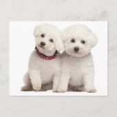 Bichon Frise Puppy Dog Blank Greeting Post Kaart (Voorkant)