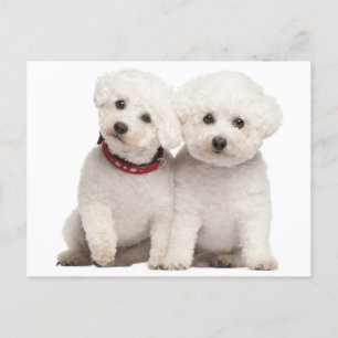 Bichon Frise Puppy Dog Blank Post Card Briefkaart