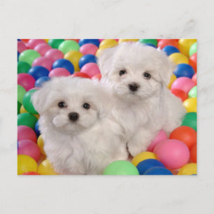Bichon Frise Puppy Dog Blank Post Card Briefkaart