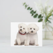 Bichon Frise Puppy Dog Blank Post Kaart (Staand voorkant)