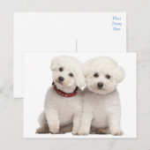 Bichon Frise Puppy Dog Blank Post Kaart (Voorkant / Achterkant)
