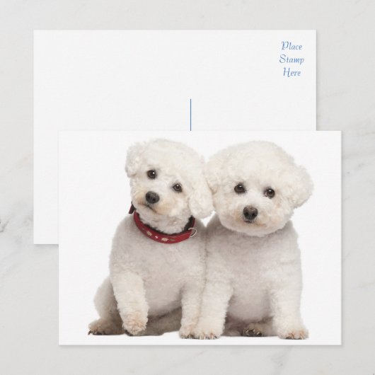 Bichon Frise Puppy Dog Blank Post Kaart (Voorkant / Achterkant)