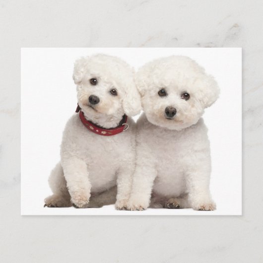 Bichon Frise Puppy Dog Blank Post Kaart (Voorkant)