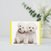 Bichon Frise Puppy Dog Blank Post Kaart (Staand voorkant)
