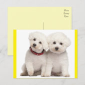 Bichon Frise Puppy Dog Blank Post Kaart (Voorkant / Achterkant)