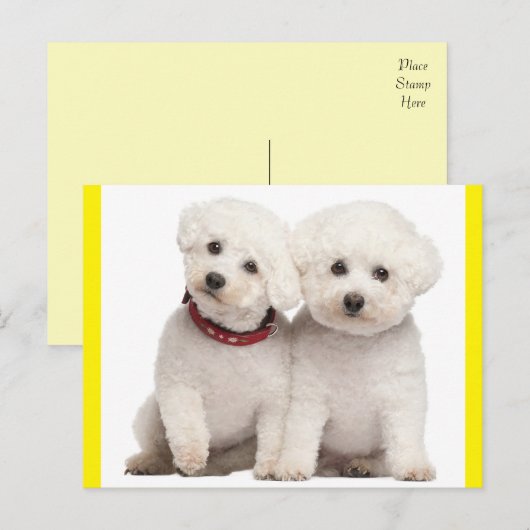Bichon Frise Puppy Dog Blank Post Kaart (Voorkant / Achterkant)