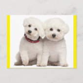 Bichon Frise Puppy Dog Blank Post Kaart (Voorkant)
