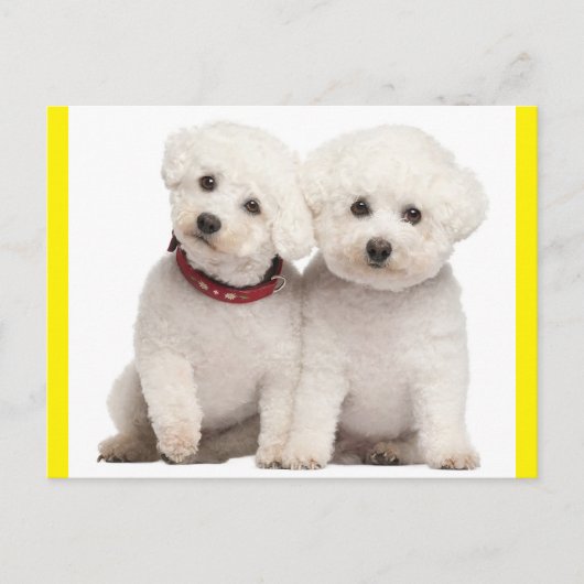 Bichon Frise Puppy Dog Blank Post Kaart (Voorkant)