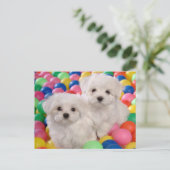Bichon Frise Puppy Dog Blank Post Kaart (Staand voorkant)