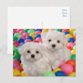Bichon Frise Puppy Dog Blank Post Kaart (Voorkant / Achterkant)