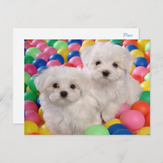 Bichon Frise Puppy Dog Blank Post Kaart (Voorkant / Achterkant)