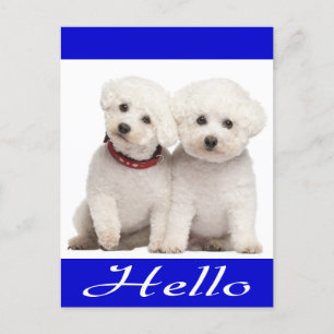 Bichon Frise Puppy Dog Hallo Greeting Post Card Briefkaart