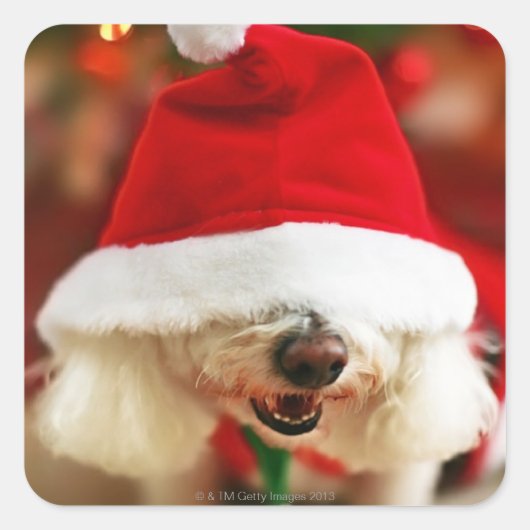 Bichon Frise puppy dragen Santa kostuum Vierkante Sticker (Voorkant)
