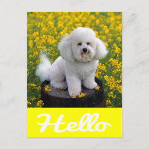 Bichon Frise Puppy Hond Hallo Groet Postkaart