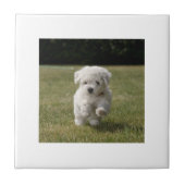 Bichon Frise Puppy Tile Tegeltje (Voorkant)
