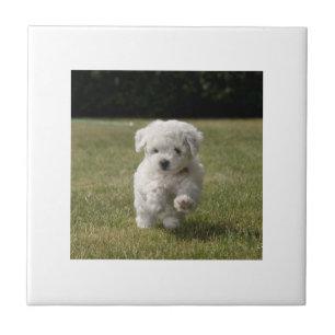 Bichon Frise Puppy Tile Tegeltje