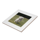 Bichon Frise Puppy Tile Tegeltje (Zijkant)