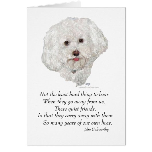 Bichon Frise Rainbow Bridge (Voorkant)