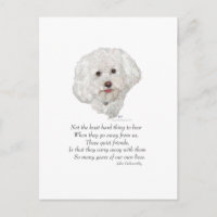 Bichon Frise Rainbow Bridge