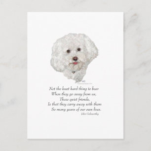 Bichon Frise Rainbow Bridge Briefkaart