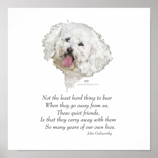 Bichon Frise Rainbow Bridge Poster (Voorkant)