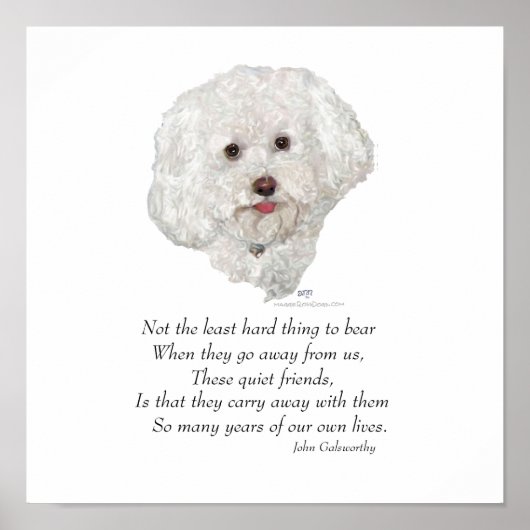 Bichon Frise Rainbow Bridge Poster (Voorkant)