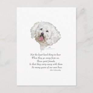Bichon Frise Regenboogbrug Briefkaart