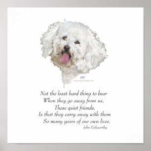Bichon Frise Regenboogbrug Poster