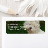 Bichon Frise retouradreslabel Etiket (Insitu)