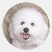 Bichon Frise Ronde Sticker (Voorkant)