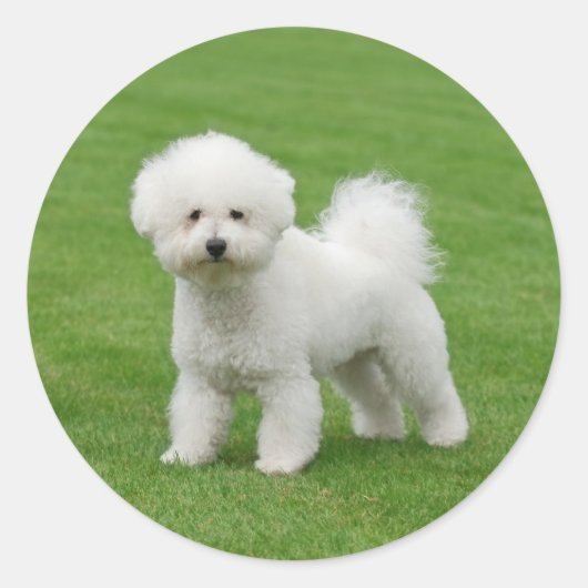 Bichon Frise Ronde Sticker (Voorkant)