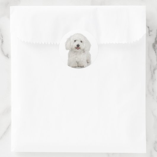 Bichon Frise Sticker (Tas)