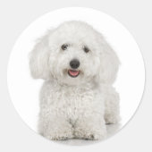 Bichon Frise Sticker (Voorkant)