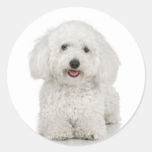Bichon Frise Sticker