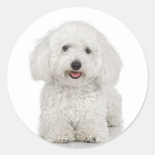Bichon Frise Sticker (Voorkant)