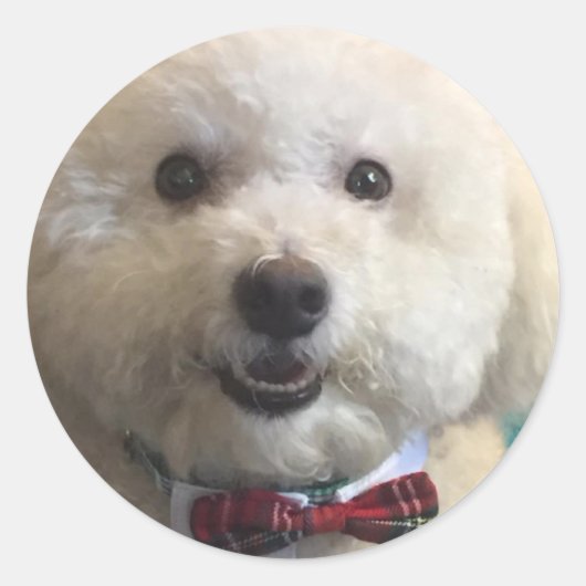 Bichon Frise - Sticker (Voorkant)