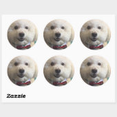 Bichon Frise - Sticker (Vel)