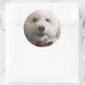 Bichon Frise - Sticker (Tas)
