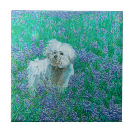 Bichon Frise Tegeltje