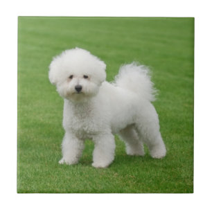 Bichon Frise Tegeltje