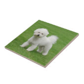 Bichon Frise Tegeltje (Zijkant)