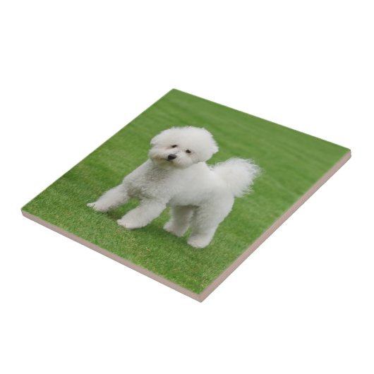 Bichon Frise Tegeltje (Zijkant)