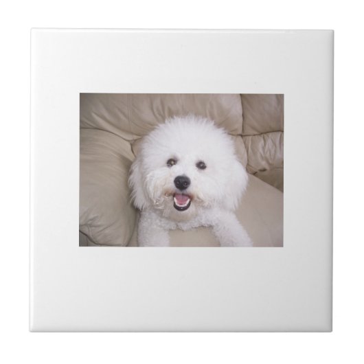 Bichon Frise Tile Tegeltje (Voorkant)