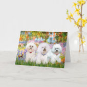 Bichon Frise Trio - Tuin (VG) Kaart (Gele Bloem)