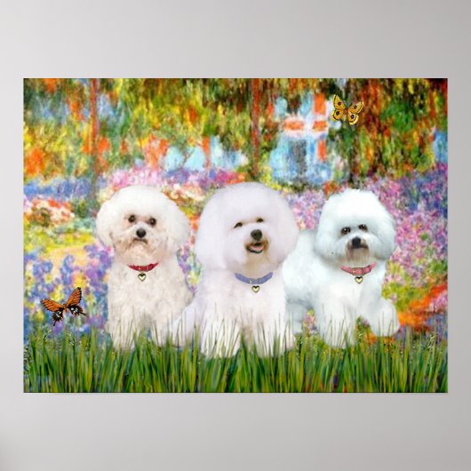 Bichon Frise Trio - Tuin (VG) Poster (Voorkant)