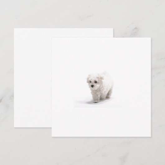 Bichon Frise Uitnodiging (Voorkant / Achterkant)