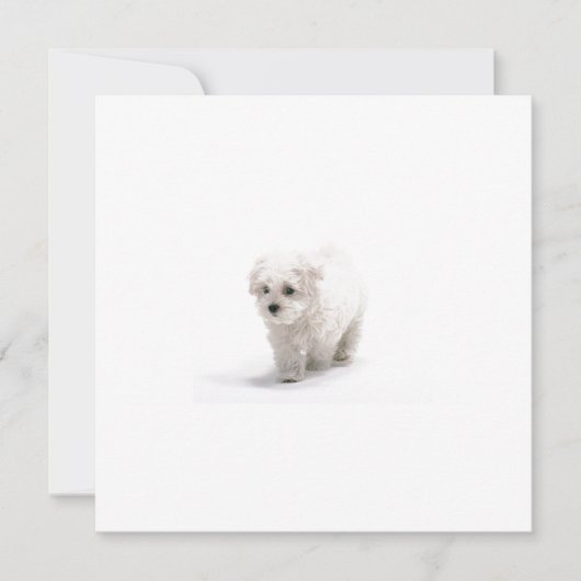 Bichon Frise Uitnodiging (Voorkant)