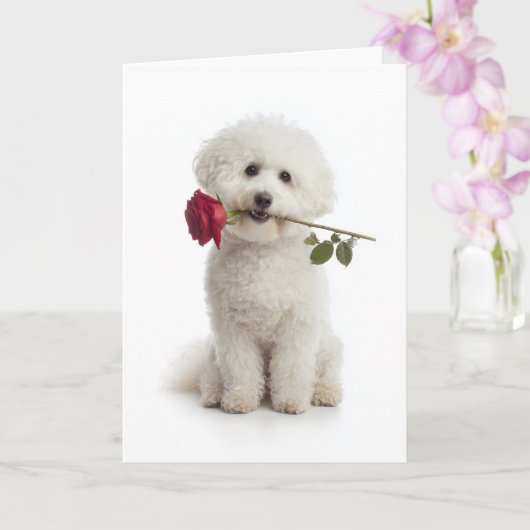 Bichon Frise Valentine – Zoete Toewijding Kaart (Orchidee)